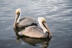 Brown Pelicans 棕鵜鶘