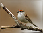 Chipping Sparrow 黃道眉