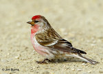 Common Redpoll 朱頂雀