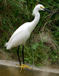 Egret 白鷺