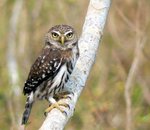 Ferruginous Pygmy Owl 赤褐鵂鶹