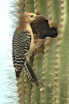 Gila Woodpecker 希拉河啄木鳥