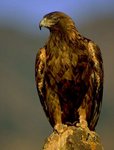 Golden Eagle 金鷹