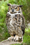 Great Horned Owl 大角鴞