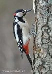 Great Spotted Woodpecker 大斑啄木鳥