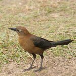 Great Tailed Grackle 大尾擬椋鳥