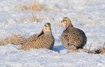 Greater Prairie Chickens 大草原松雞
