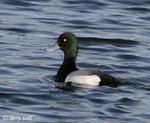 Greater Scaup 斑背潛鴉雀