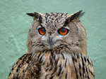 Long-Eared Owls 長耳鴞