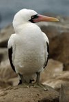 Masked Booby 藍臉鰹鳥