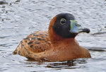 Masked Duck 花臉硬尾鴨