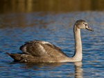 Mute Swan 啞天鵝