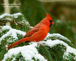 Northern Cardinal 北美紅雀