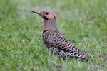 Northern Flicker 撲動鴷