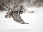 Northern Hawk Owl 長尾鴞