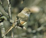 Nutting's Flycatcher 淡喉蠅霸鶲