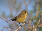 Orange Crowned Warbler 橙頂蟲森鶯