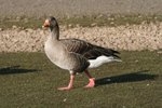 Pink-Footed Goose 粉腳雁