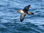 Pink Footed Shearwaters 粉腳鸌