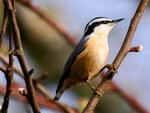 Red Breasted Nuthatch 紅胎鳽
