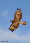 Red-tailed-Hawk 紅屋鵟