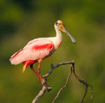 Roseate Spoonbill 粉紅琵鷺