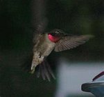 Rudythroated Hummingbird 紅喉蜂鳥