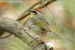 Rufous-capped Warbler 棕頭鶯