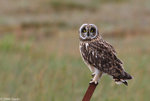 Short-Eared Owls 短耳鴞