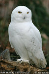 Snowy Owl 雪鴞