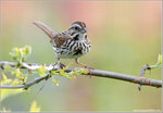 Song Sparrow 北美麻雀