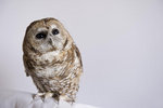 Spotted Owl 斑點鴞