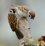 Tree Sparrow 樹麻雀