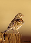 Vesper Sparrow 黃昏雀