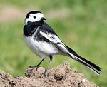 Wagtail 鶺鴒