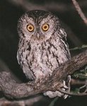 Whiskered Screech Owl 鬚角鴞