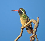 Xantus's Hummingbird 贊氏蜂鳥
