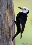 white headed Woodpecker 白頭啄木鳥