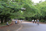 櫻花樹下 - 上野恩𧶽公園