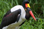 Saddle-Billed Stork