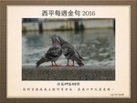20160703 原鴿