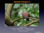 20180318 綠翅金鳩