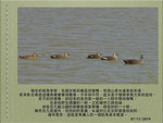 1107 中華斑嘴鴨
