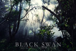 black swan cover