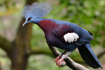 紫胸鳳冠鳩 DSC_0041_1