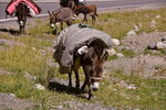 驢子背著各式家當-被子 火盤等等 DSC_0107