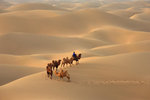 沙丘駱駝 DSC_1251 C