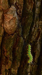 樟蠶蛾蛹 和牠的毛毛蟲 DSC_1991_1