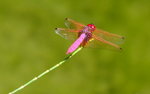 Pink Dragon Fly in HK Park - DSCF1273
