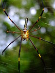 Spider in Lantau Island - DSCF1189
